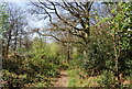 Greensand Way, Limpsfield Common