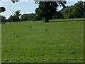 Fox in field near Hangman