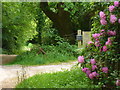 Bridleway by Medstead