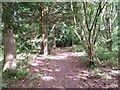 Footpath through woods, Highbridge