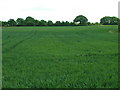 SE6608 : Farmland off Mosscroft Lane by JThomas