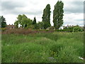 Waste ground off Corona drive, Thorne