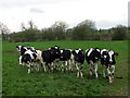 Cattle, East Cowton