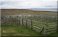 Sheep Pens