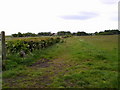 Looking across hay meadows to Medomsley village