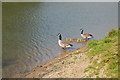 SP3901 : Canada geese on the Thames by Philip Halling