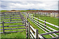 Sheep Pens