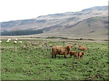 NM6040 : Highland cattle in Glen Forsa by Richard Webb
