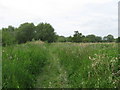 Footpath in Westbere Marshes