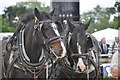 SX9891 : Exeter : Westpoint - Shire Horses at the Devon County Show by Lewis Clarke