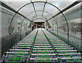 Shopping trolleys, Asda