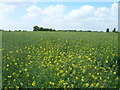 Farmland, Sprotbrough