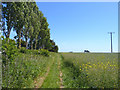 Footpath at Milford on Sea