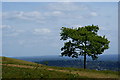 Tree on Colley Hill, Surrey