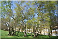 Clump of trees, Shirley Heath Recreation Ground