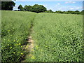 Footpath towards Dunbridge