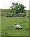 The Jubilee Tree, Goathland