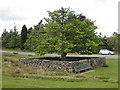 Jubilee tree, Goathland