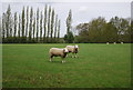TQ8331 : Sheep by the High Weald Landscape Trail by N Chadwick