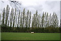 TQ8231 : A line of Poplar trees by N Chadwick