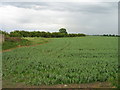 SE6717 : Farmland east off the A614 by JThomas
