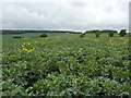 Broad beans, Epperstone