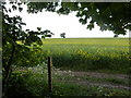 Oil seed rape crop and footpath post