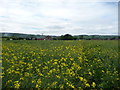 Footpath through a rape field near Portway