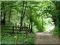 Woodland track towards Renishaw