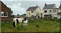 Small paddock by Boughton Lane, Clowne