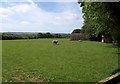 Sheep and shelter near Horestone