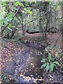 The Kyd Brook - Main Branch, in Roundabout Wood (4)