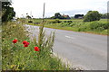 Roadside Poppies, Reading Street