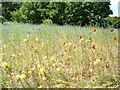 Swanley Park Wildflower Environment Area