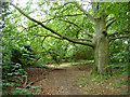 One of the Purley Beeches
