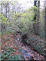 The Kyd Brook - Main Branch, in Clay Wood (7)