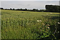 Arable land near Caswell Farm