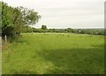 Sheep at Creacombe Moor