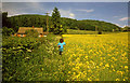 Oil seed rape crop at Great Witley