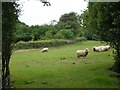 Sheep pasture near Yetminster, with ram in harness