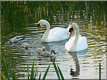 SU1882 : Swans on the lagoon, Great Western Hospital, Swindon by Brian Robert Marshall