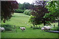 Sheep on a hillside near Penygreen Farm