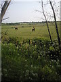 Horses at Honeydale Farm