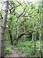 Old coppiced oak, Cottingley Wood Estate