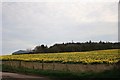 Daffodil Field