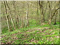 Woodland near Battersby