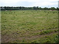 N9731 : Cattle on Commons Lower by Ian Paterson
