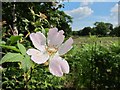 TR0959 : Wild rose near Bossenden Woods by Oast House Archive