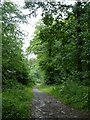 Footpath through Foxstone Wood