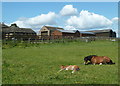 Paddock and farm buildings, Lydgate